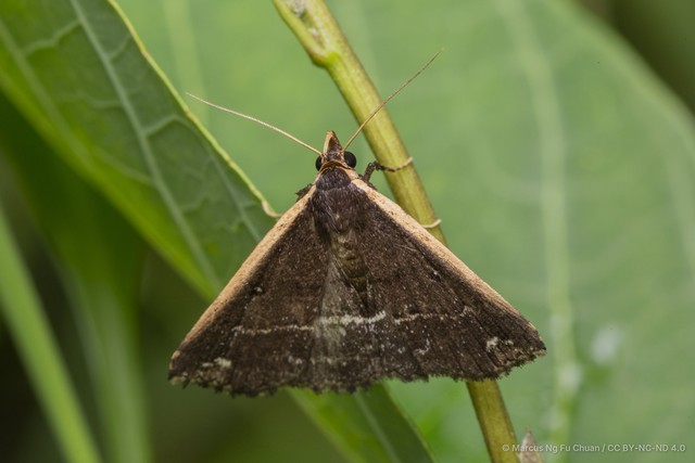 Adrapsa ablualis•&copy; Marcus Ng Fu Chuan•CC BY-NC-ND 4.0