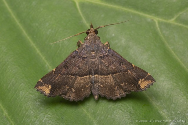 Adrapsa ereboides•&copy; Marcus Ng Fu Chuan•CC BY-NC-ND 4.0