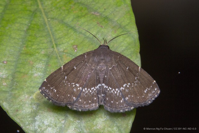 Adrapsa geometroides•&copy; Marcus Ng Fu Chuan•CC BY-NC-ND 4.0