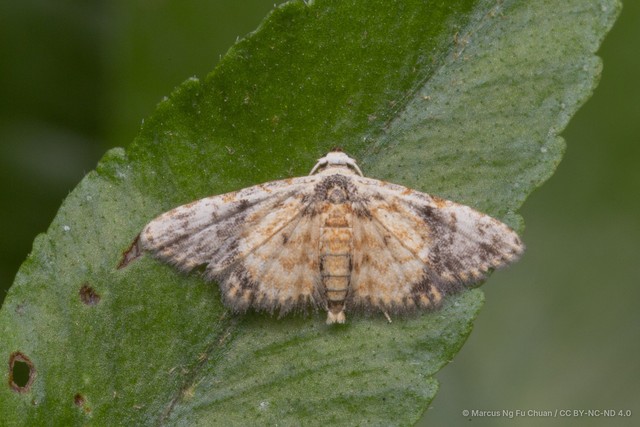 Araeopteron rufescens•&copy; Marcus Ng Fu Chuan•CC BY-NC-ND 4.0