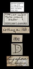 Asota isthmia•All Rights ReservedMuseum Label