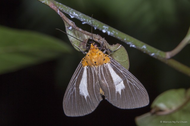 Asota subsimilis•&copy; Marcus Ng Fu Chuan•All Rights Reserved