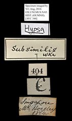 Asota subsimilis•All Rights ReservedMuseum Label