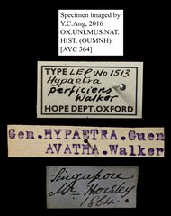 Avatha bubo•All Rights ReservedMuseum Label
