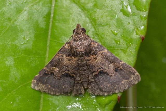 Bertula depressalis•&copy; Marcus Ng Fu Chuan•CC BY-NC-ND 4.0