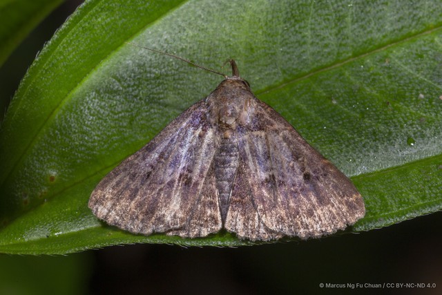 Bertula momusalis•&copy; Marcus Ng Fu Chuan•CC BY-NC-ND 4.0