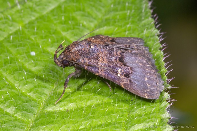 Bertula nigra•&copy; Marcus Ng Fu Chuan•CC BY-NC-ND 4.0
