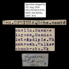 Buzara onelia•All Rights ReservedMuseum Label