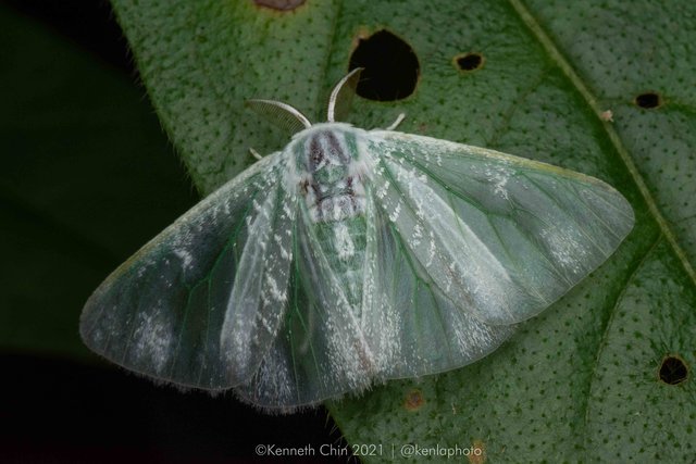 Carriola sp. "201281d1"•&copy; Kenneth Chin•All Rights Reserved
