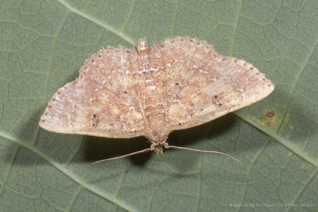 Cerynea punctilinealis•&copy; Marcus Ng Fu Chuan•CC BY-NC-ND 4.0