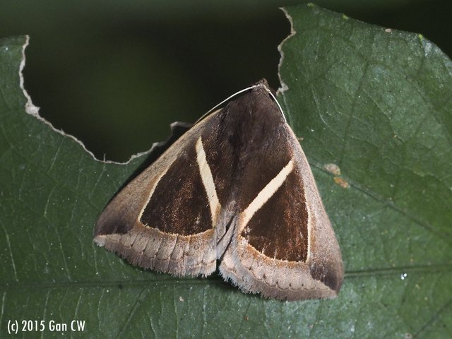 Chalciope mygdon•&copy; Gan Cheong Weei•CC BY-NC 4.0