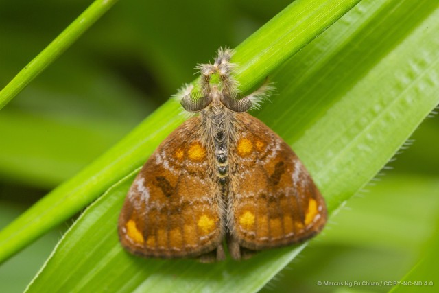 Clethrogyna turbata•&copy; Marcus Ng Fu Chuan•CC BY-NC-ND 4.0