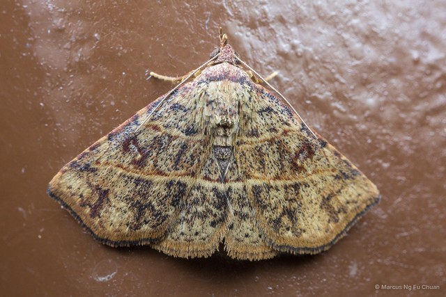 Condate sp. "d7672ccb"•&copy; Marcus Ng Fu Chuan•All Rights Reserved