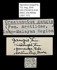 Creatonotos gangis•All Rights ReservedMuseum Label