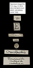 Creatonotos transiens•All Rights ReservedMuseum Label