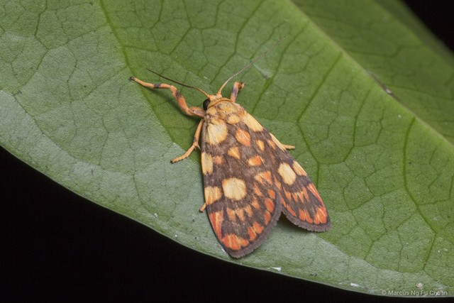 Cyme reticulata•&copy; Marcus Ng Fu Chuan•All Rights Reserved