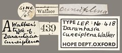 Darantasia cuneiplena•All Rights ReservedMuseum Label