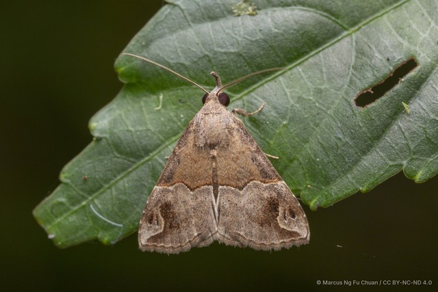 Dichromia cognata•&copy; Marcus Ng Fu Chuan•CC BY-NC-ND 4.0