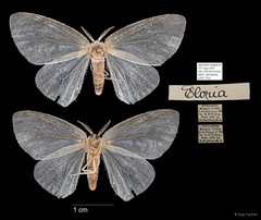Eloria sp. "5181c962"•&copy; Ang Yuchen•All Rights Reserved