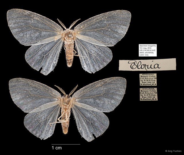 Eloria sp. "5181c962"•&copy; Ang Yuchen•All Rights Reserved