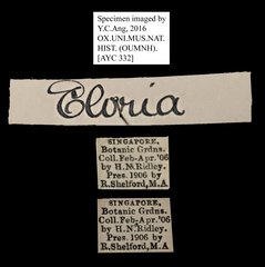 Eloria sp. "5181c962"•All Rights ReservedMuseum Label