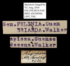 Erygia spissa•All Rights ReservedMuseum Label