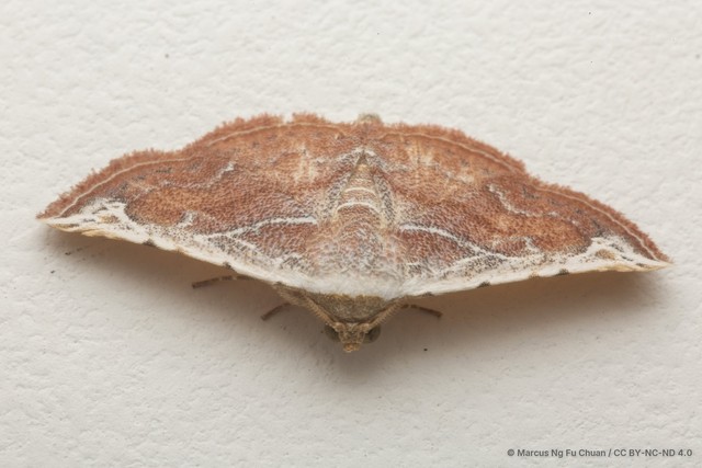 Eublemma albostriata•&copy; Marcus Ng Fu Chuan•CC BY-NC-ND 4.0
