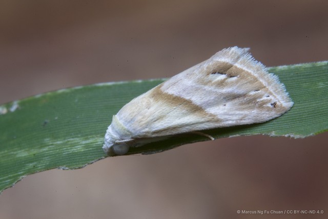Eublemma (Eublemma) cochylioides•&copy; Marcus Ng Fu Chuan•CC BY-NC-ND 4.0
