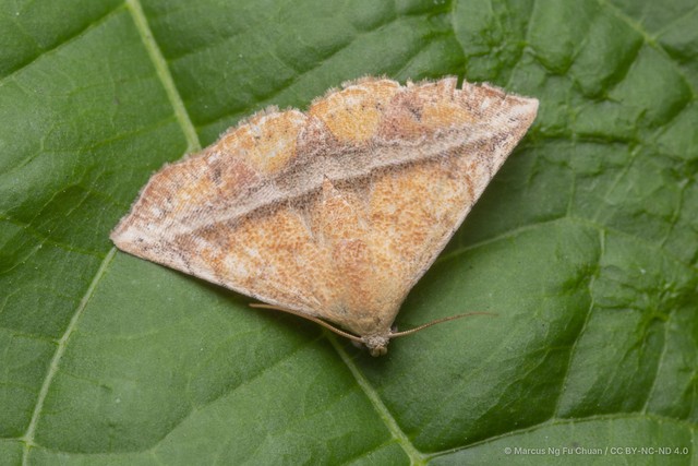 Eublemma crassiuscula•&copy; Marcus Ng Fu Chuan•CC BY-NC-ND 4.0