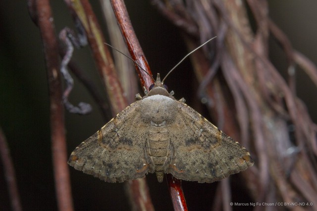 Eublemma silicula•&copy; Marcus Ng Fu Chuan•CC BY-NC-ND 4.0