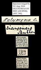 Euchromia polymena•All Rights ReservedMuseum Label