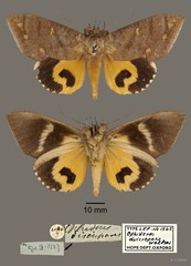 Eudocima discrepans•&copy; OUMNH•All Rights Reserved