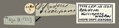 Eudocima discrepans•All Rights ReservedMuseum Label