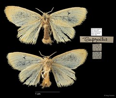 Euproctis sp. "5181c99b"•&copy; Ang Yuchen•All Rights Reserved