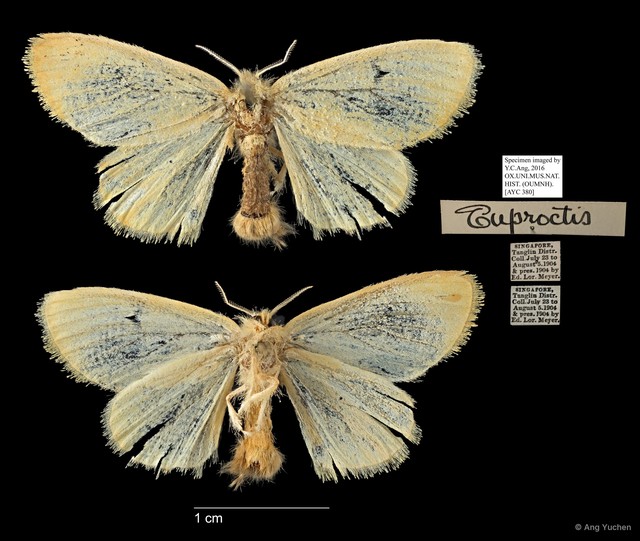 Euproctis sp. "5181c99b"•&copy; Ang Yuchen•All Rights Reserved