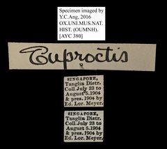 Euproctis sp. "5181c99b"•All Rights ReservedMuseum Label