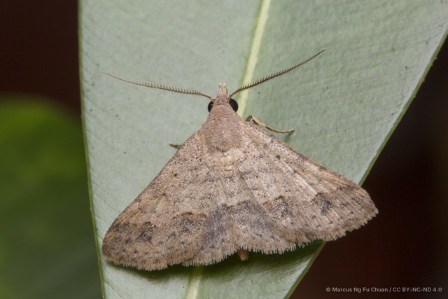 Gesonia obeditalis•&copy; Marcus Ng Fu Chuan•CC BY-NC-ND 4.0