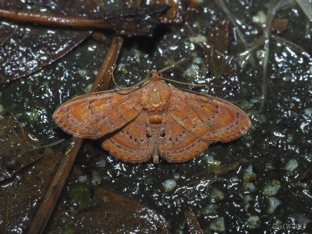 Homodes bracteigutta•&copy; Gan Cheong Weei•CC BY-NC 4.0