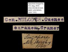 Hulodes caranea•All Rights ReservedMuseum Label