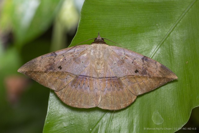 Hulodes donata•&copy; Marcus Ng Fu Chuan•CC BY-NC-ND 4.0