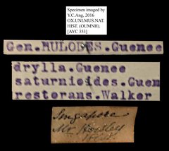 Hulodes drylla•All Rights ReservedMuseum Label