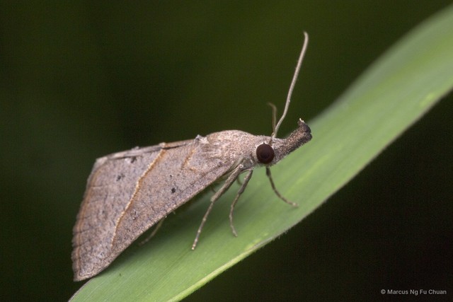 Hypena masurialis•&copy; Marcus Ng Fu Chuan•All Rights Reserved