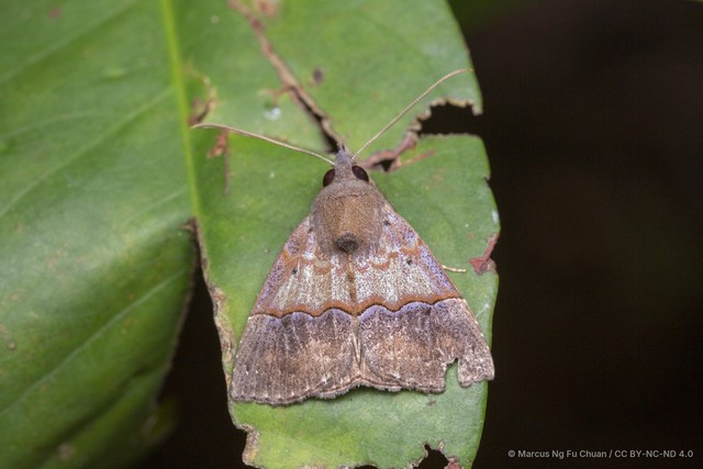 Hypena robustalis•&copy; Marcus Ng Fu Chuan•CC BY-NC-ND 4.0