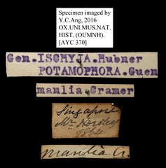 Ischyja manlia•All Rights ReservedMuseum Label