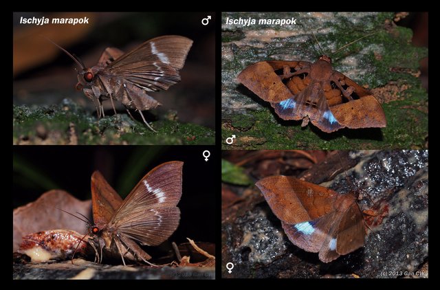 Ischyja marapok•&copy; Gan Cheong Weei•CC BY-NC 4.0