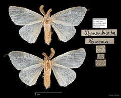 Leucoma sp. "5181c965"•&copy; Ang Yuchen•All Rights Reserved