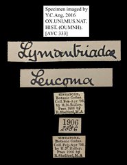 Leucoma sp. "5181c965"•All Rights ReservedMuseum Label