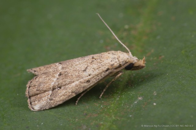 Luceria oculalis•&copy; Marcus Ng Fu Chuan•CC BY-NC-ND 4.0