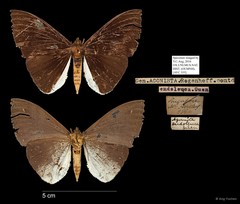 Lygniodes endoleucus•&copy; Ang Yuchen•All Rights Reserved