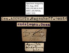 Lygniodes endoleucus•All Rights ReservedMuseum Label